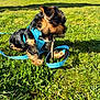 puppy, dog, small_dog, harness, blue_harness, leash, stick, grass, park, outdoors, chewing, sunny, closeup, black_and_tan, clover, paws, playful, pet, background_building, shadow