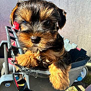 Bailey participe au concours pour gagner de l'argent avec cette photo : puppy, dog, yorkshire_terrier, yorkie, fur, brown_fur, black_fur, cute, nose, paw, close_up, portrait, pet, plastic_bucket, stroller, outdoor, sunlight, shadow, small_animal, whiskers