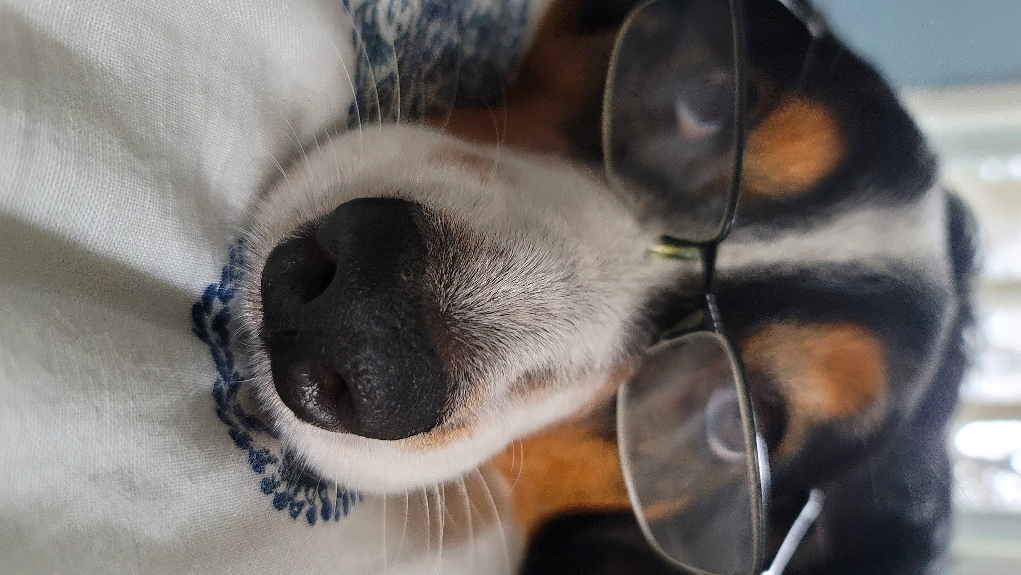 Barkley joined the competition — help win amazing prizes! carnivore, close_up, collar, comfort, companion_dog, dog, dog_breed, ear, eye, eyelash, eyewear, fawn, fur, head, nose, paw, snout, terrestrial_animal, whiskers, working_animal