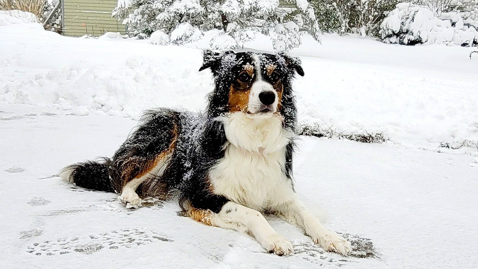 Barkley joined the competition — help win amazing prizes! automotive_tire, canidae, carnivore, companion_dog, dog, dog_breed, freezing, fur, herding_dog, precipitation, snout, snow, sporting_group, tail, terrestrial_animal, winter, working_animal, working_dog