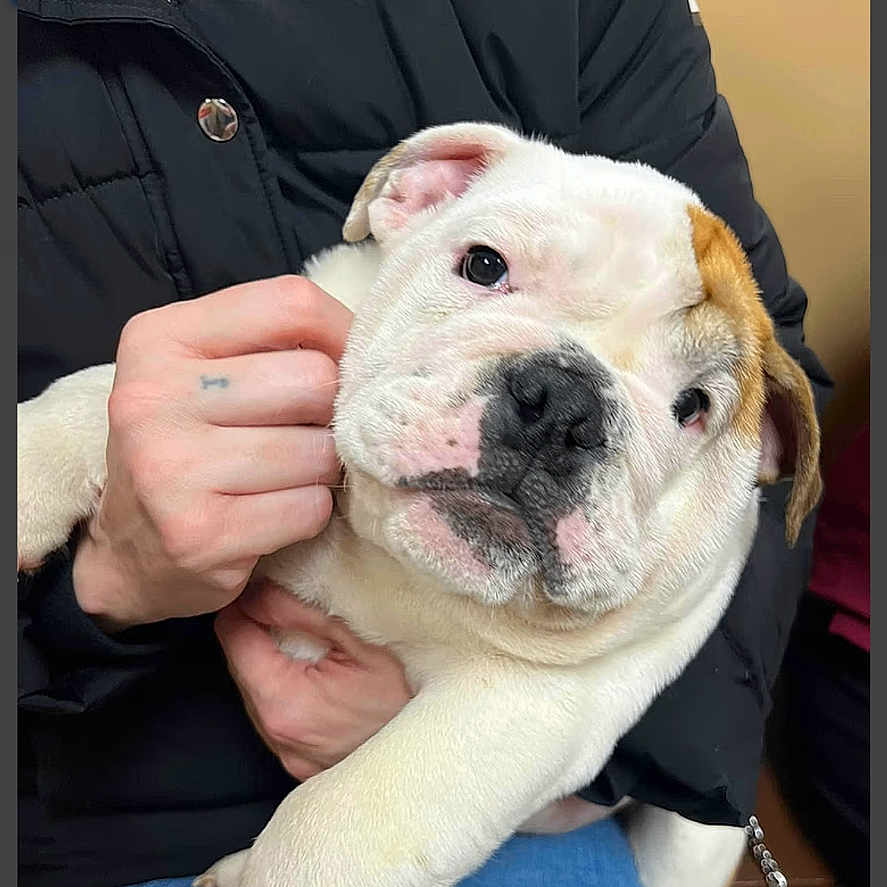 Reggie is registered to the contest to win money with this photo: animal, bodypart, bostonbull, boxer, bulldog, canine, doctor, dog, finger, frenchbulldog, hand, person, pet, pitbull, puppy, whitedog