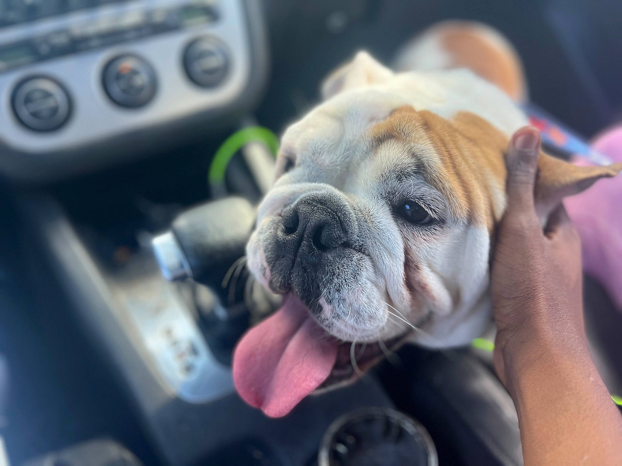 Reggie joined the competition — help win amazing prizes! auto_part, automotive_mirror, bulldog, carnivore, companion_dog, dog, dog_breed, family_car, fawn, fur, personal_luxury_car, snout, sporting_group, steering_wheel, toy_dog, vehicle_door, whiskers, windshield, working_animal, wrinkle