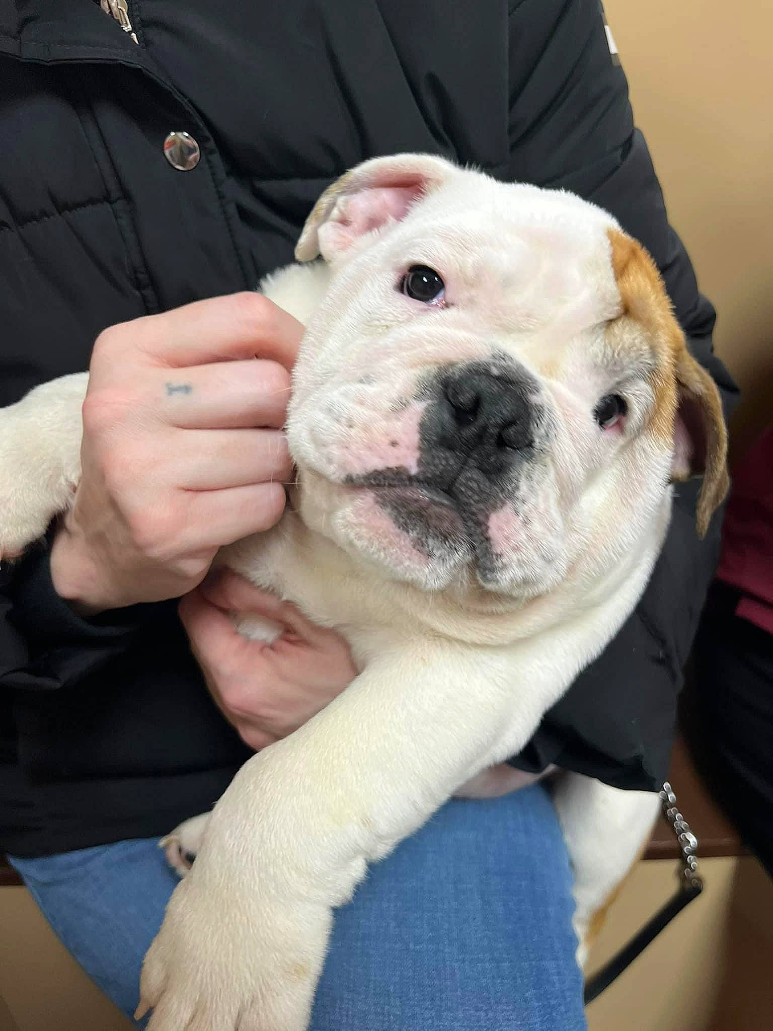 Reggie joined the competition — help win amazing prizes! bulldog, canidae, carnivore, collar, companion_dog, dog, dog_breed, fawn, fur, gesture, guard_dog, non_sporting_group, pet_supply, puppy, puppy_love, snout, sporting_group, whiskers, working_animal, wrinkle