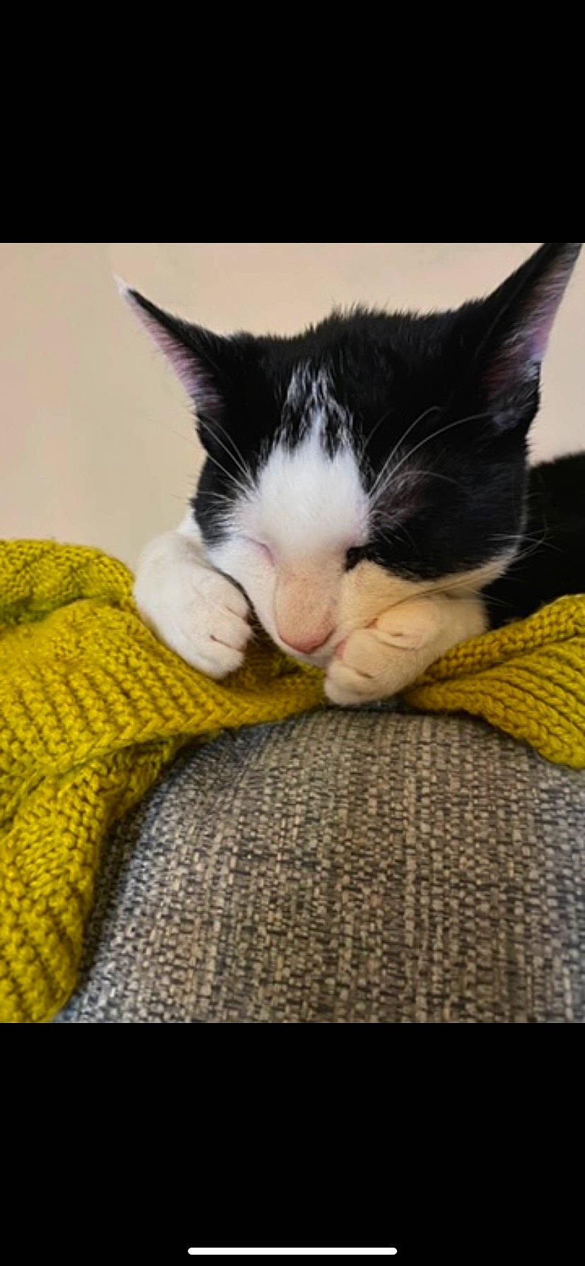 Eric is registered to the contest to win money with this photo: carnivore, cat, claw, cloud, comfort, domestic_short_haired_cat, eye, felidae, fur, grey, linens, nap, paw, sky, small_to_medium_sized_cats, snout, square, tail, textile, whiskers