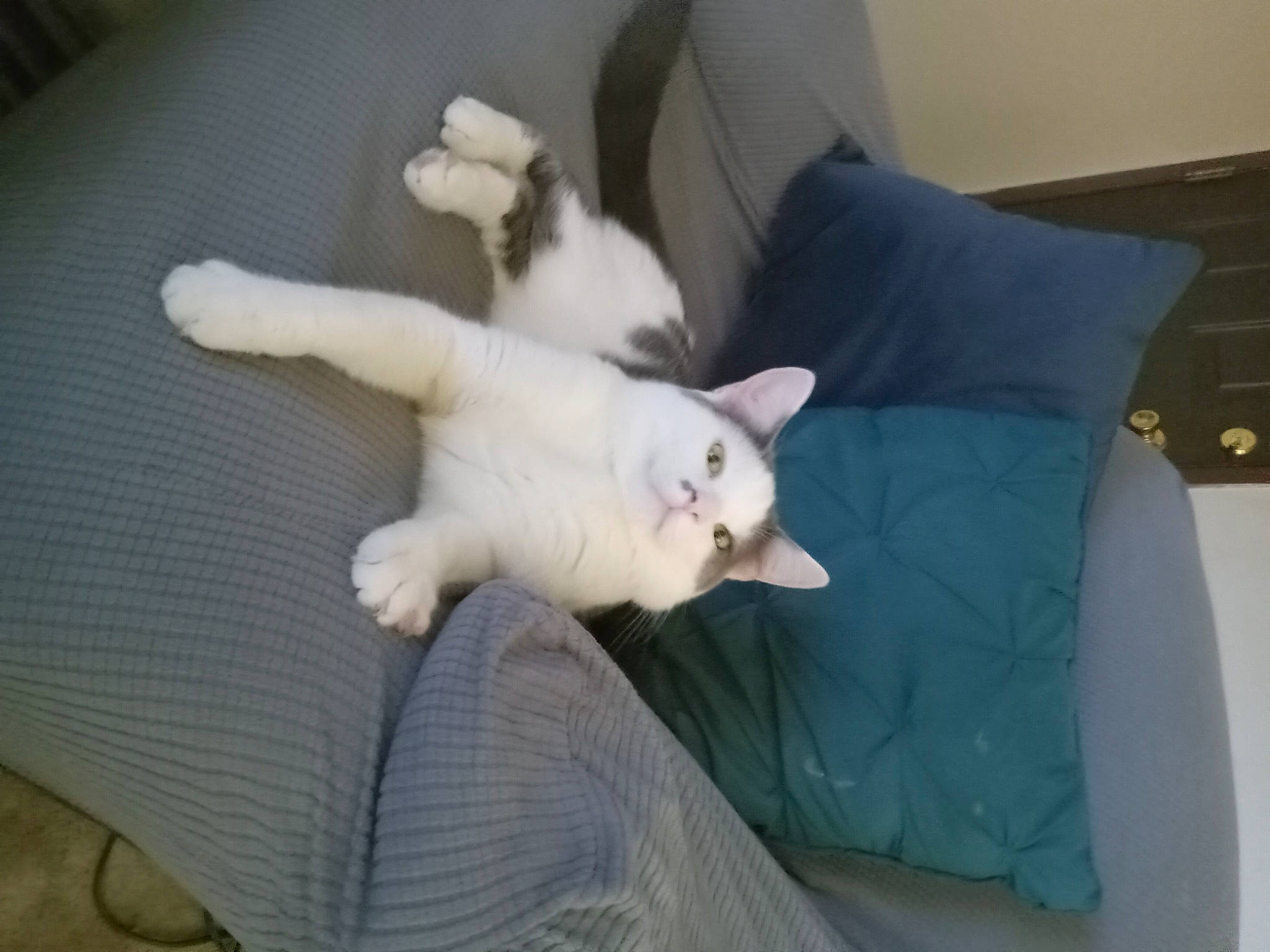 George Little is registered to the contest to win money with this photo: bed, canidae, carnivore, cat, comfort, companion_dog, couch, dog_breed, domestic_short_haired_cat, duvet, felidae, flooring, fur, hardwood, linens, pillow, room, small_to_medium_sized_cats, tail, whiskers