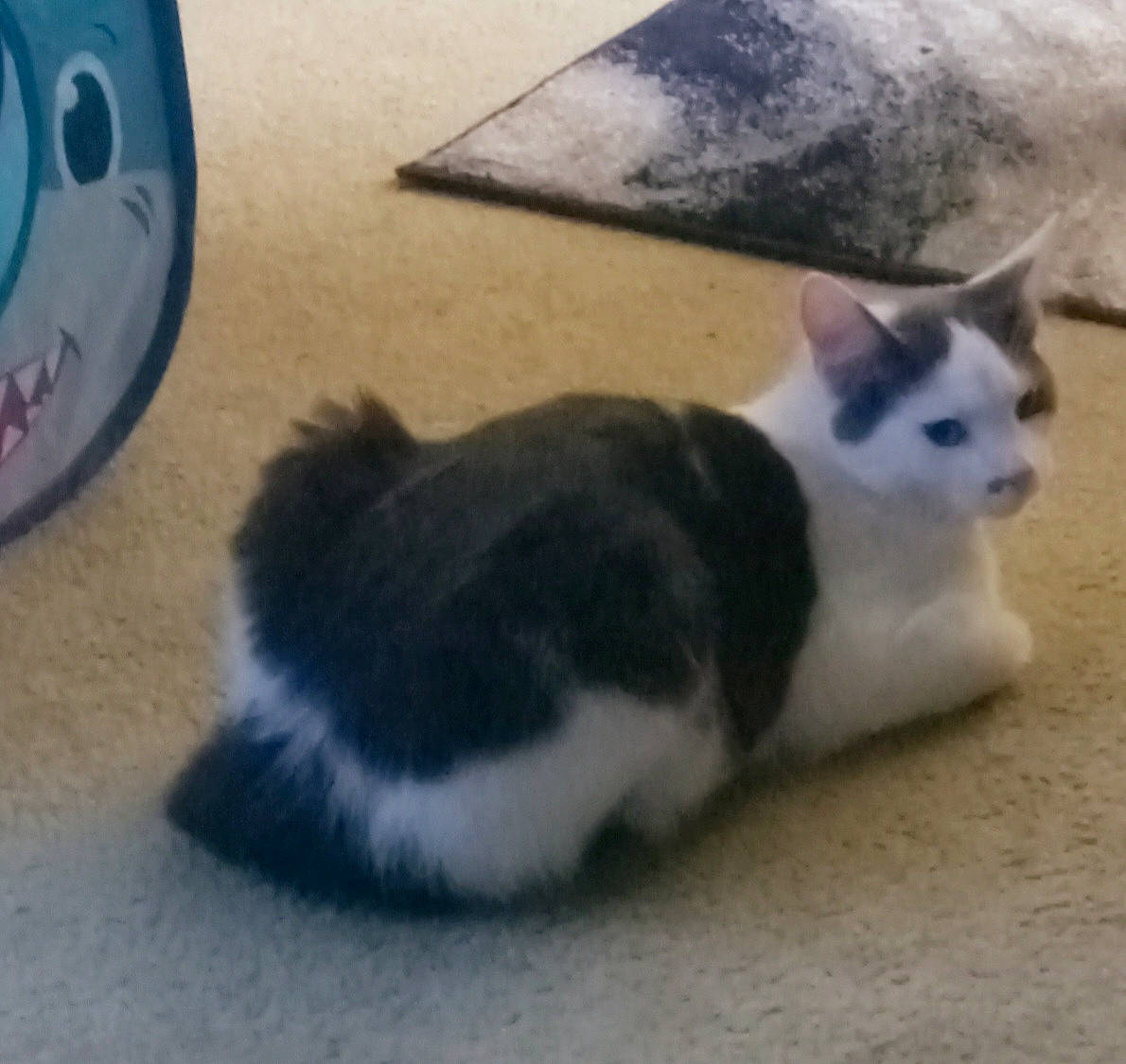 George Little is registered to the contest to win money with this photo: carnivore, cat, comfort, domestic_short_haired_cat, felidae, flooring, foot, fur, hardwood, paw, pet_supply, small_to_medium_sized_cats, tail, terrestrial_animal, whiskers