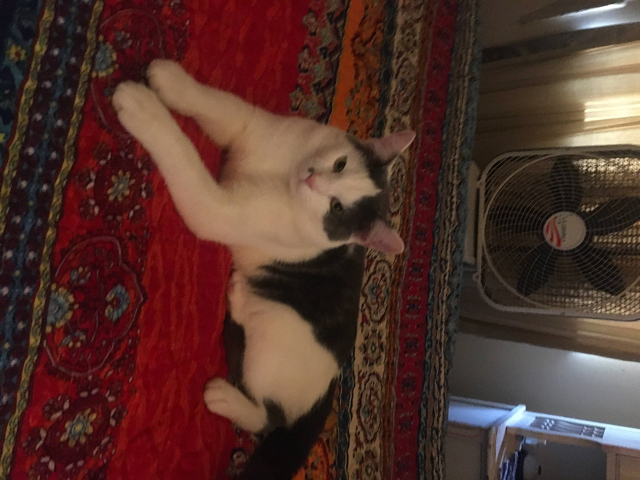 George Little joined the competition — help win amazing prizes! balinese, canidae, carnivore, cat, comfort, companion_dog, dog_breed, domestic_short_haired_cat, fawn, felidae, flooring, fur, gas, mechanical_fan, paw, small_to_medium_sized_cats, snout, tail, whiskers, wood