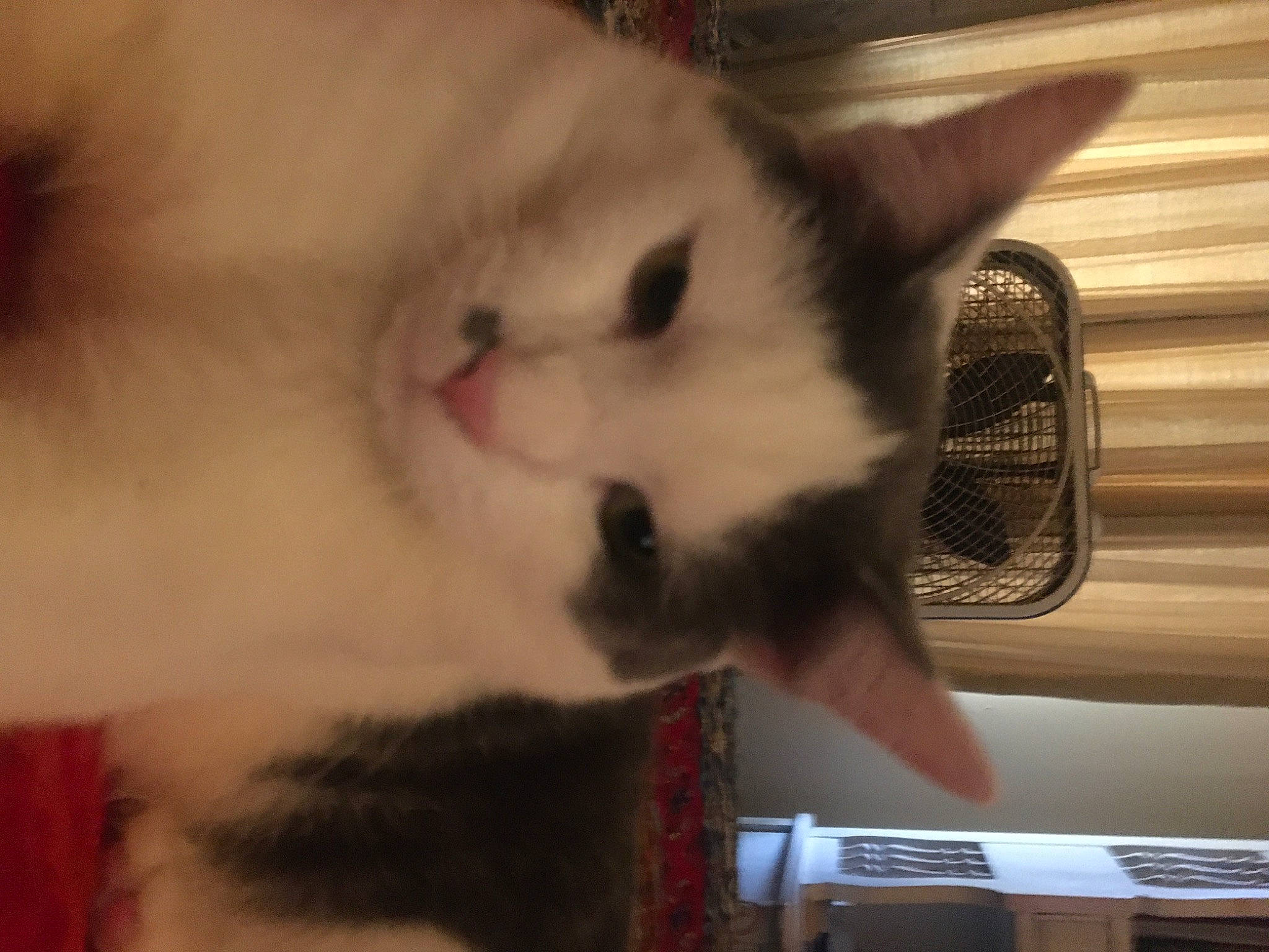 George Little is registered to the contest to win money with this photo: automotive_exterior, balinese, carnivore, cat, cat_supply, claw, comfort, domestic_short_haired_cat, felidae, fur, paw, photo_caption, small_to_medium_sized_cats, snout, tail, thai, vehicle_door, whiskers