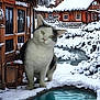 Georgie is registered to the contest to win money with this photo: cat, snow, village, wooden_houses, pool, water, winter, snowy_landscape, animal, outdoor, scenery, building, frozen, cold, nature, feline, cute, large_cat, digital_edit, background