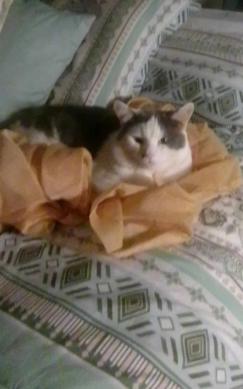 Georgie is registered to the contest to win money with this photo: cat, calico_cat, bedspread, fabric, cozy, indoor, pet, animal, resting, sleepy, pattern, textile, soft, feline, domestic_animal, laying, comfort, blur, closeup, cute