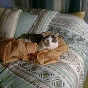 Georgie is registered to the contest to win money with this photo: cat, bed, pillow, blanket, indoor, resting, sleepy, patterned_bedspread, feline, comfort, domestic, animal, cute, striped_cat, relaxation, soft_fabric, cozy, fur, laying, home