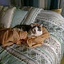 cat, bed, pillow, blanket, indoor, resting, sleepy, patterned_bedspread, feline, comfort, domestic, animal, cute, striped_cat, relaxation, soft_fabric, cozy, fur, laying, home