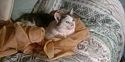 Georgie is registered to the contest to win money with this photo: cat, bed, pillow, blanket, fabric, indoor, patterned_bedspread, resting, feline, cozy, domestic_animal, relaxing, soft_lighting, sleepy, home, comfort, animal, pet, fur, whiskers