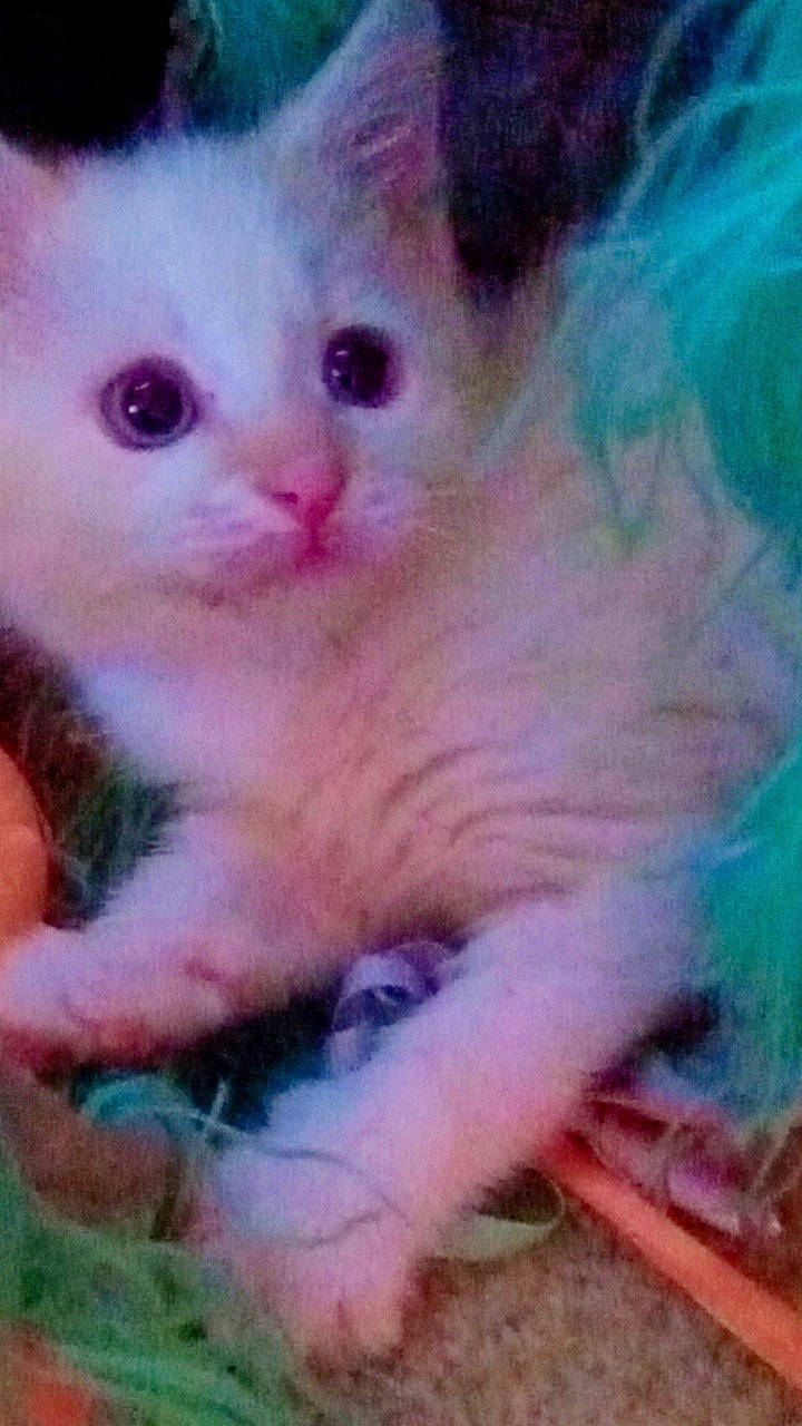 Mini Pearl joined the competition — help win amazing prizes! carnivore, cat, claw, electric_blue, fawn, felidae, fur, nail, paw, photo_caption, small_to_medium_sized_cats, terrestrial_animal, whiskers