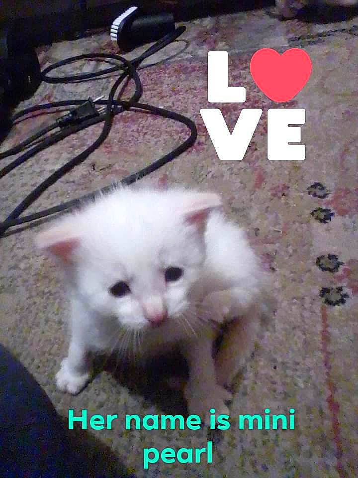 Mini Pearl joined the competition — help win amazing prizes! carnivore, cat, claw, felidae, font, fur, natural_material, paw, photo_caption, small_to_medium_sized_cats, snout, tail, terrestrial_animal, whiskers