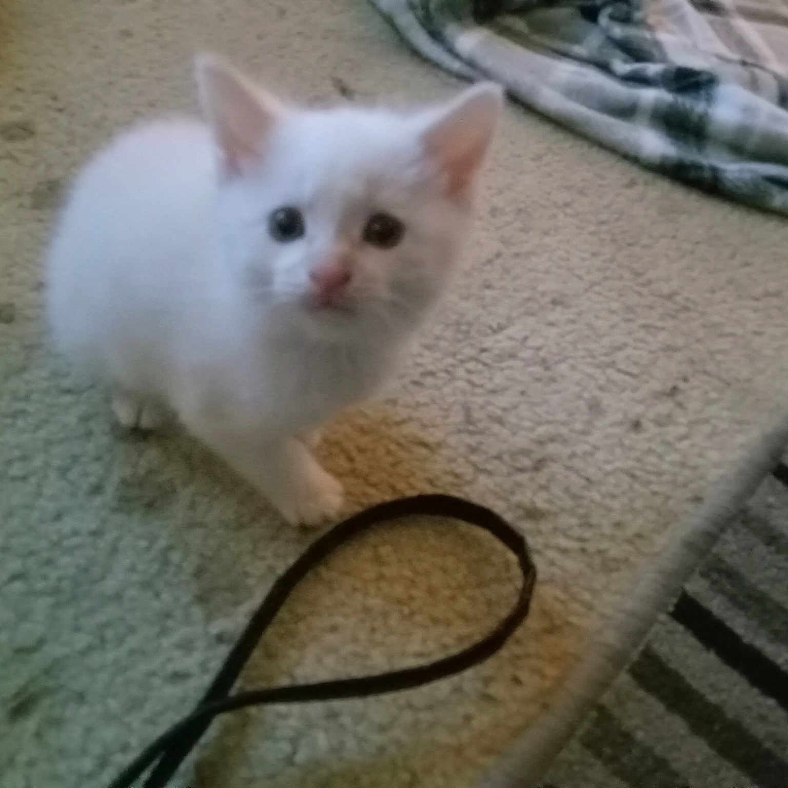 Mini Pearl