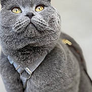 Bella participe au concours pour gagner de l'argent avec cette photo : animal, cat, close_up, curious, cute, domestic_cat, feline, fluffy, fur, gray_cat, harness, indoor, looking_up, mammal, pet, pet_accessory, portrait, soft_background, whiskers, yellow_eyes