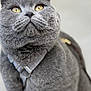 animal, cat, close_up, curious, cute, domestic_cat, feline, fluffy, fur, gray_cat, harness, indoor, looking_up, mammal, pet, pet_accessory, portrait, soft_background, whiskers, yellow_eyes