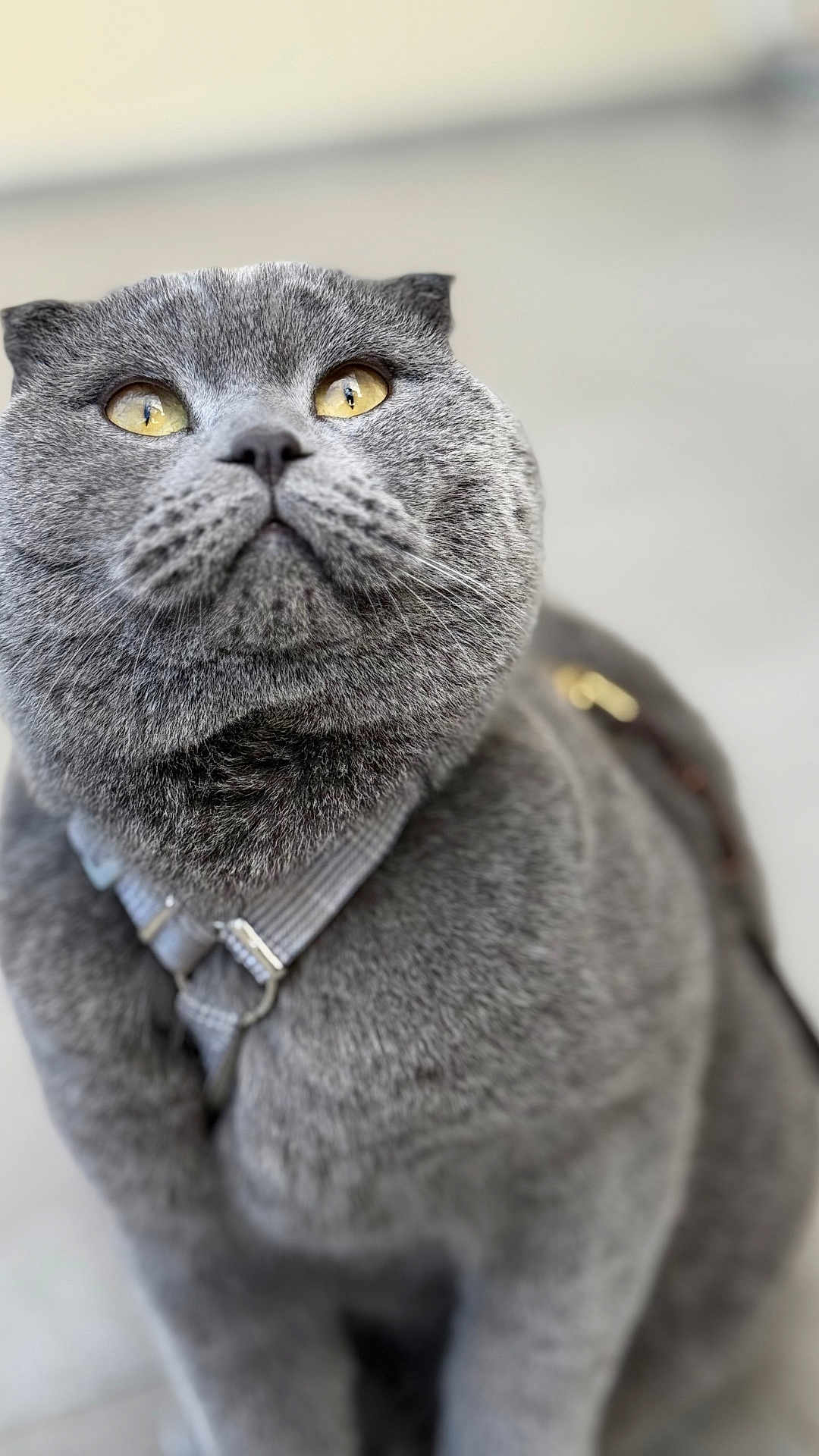 Bella