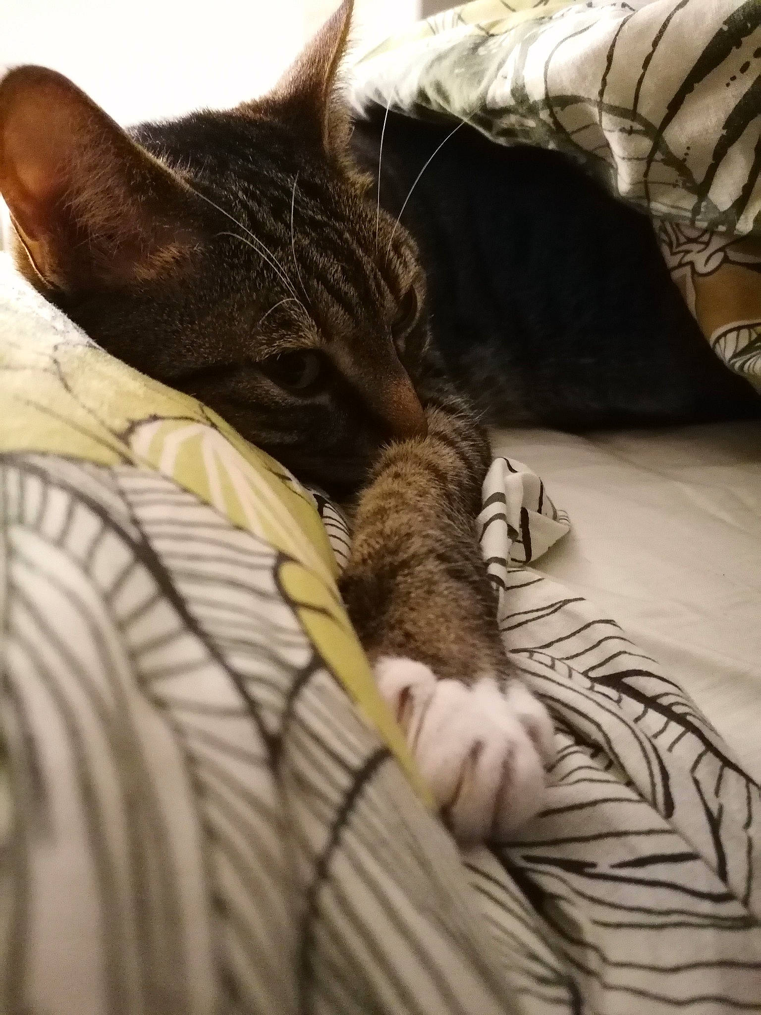 Moumousse a rejoint le concours — aidez-le/la à gagner de superbes lots ! bed, bed_sheet, bedding, carnivore, cat, claw, comfort, domestic_short_haired_cat, felidae, fur, grey, human_leg, linens, nap, room, small_to_medium_sized_cats, snout, terrestrial_animal, textile, whiskers