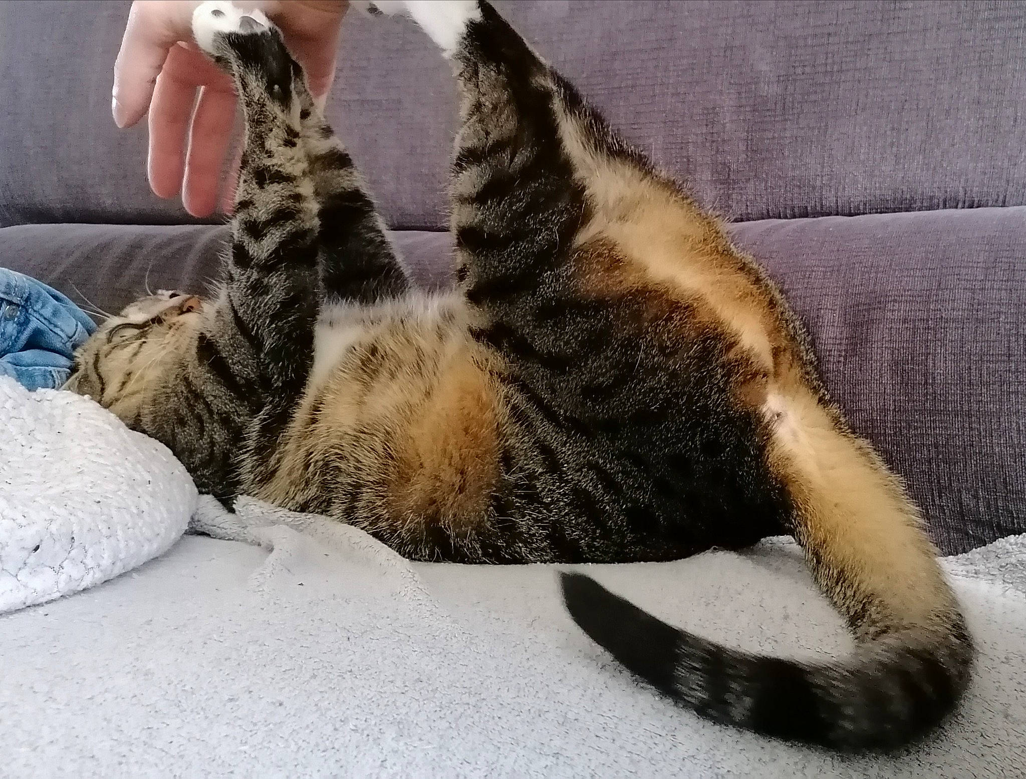 Moumousse participe au concours pour gagner de l'argent avec cette photo : carnivore, cat, claw, comfort, couch, domestic_short_haired_cat, fawn, felidae, foot, fur, gesture, human_leg, linens, paw, small_to_medium_sized_cats, snout, tail, terrestrial_animal, thigh, whiskers