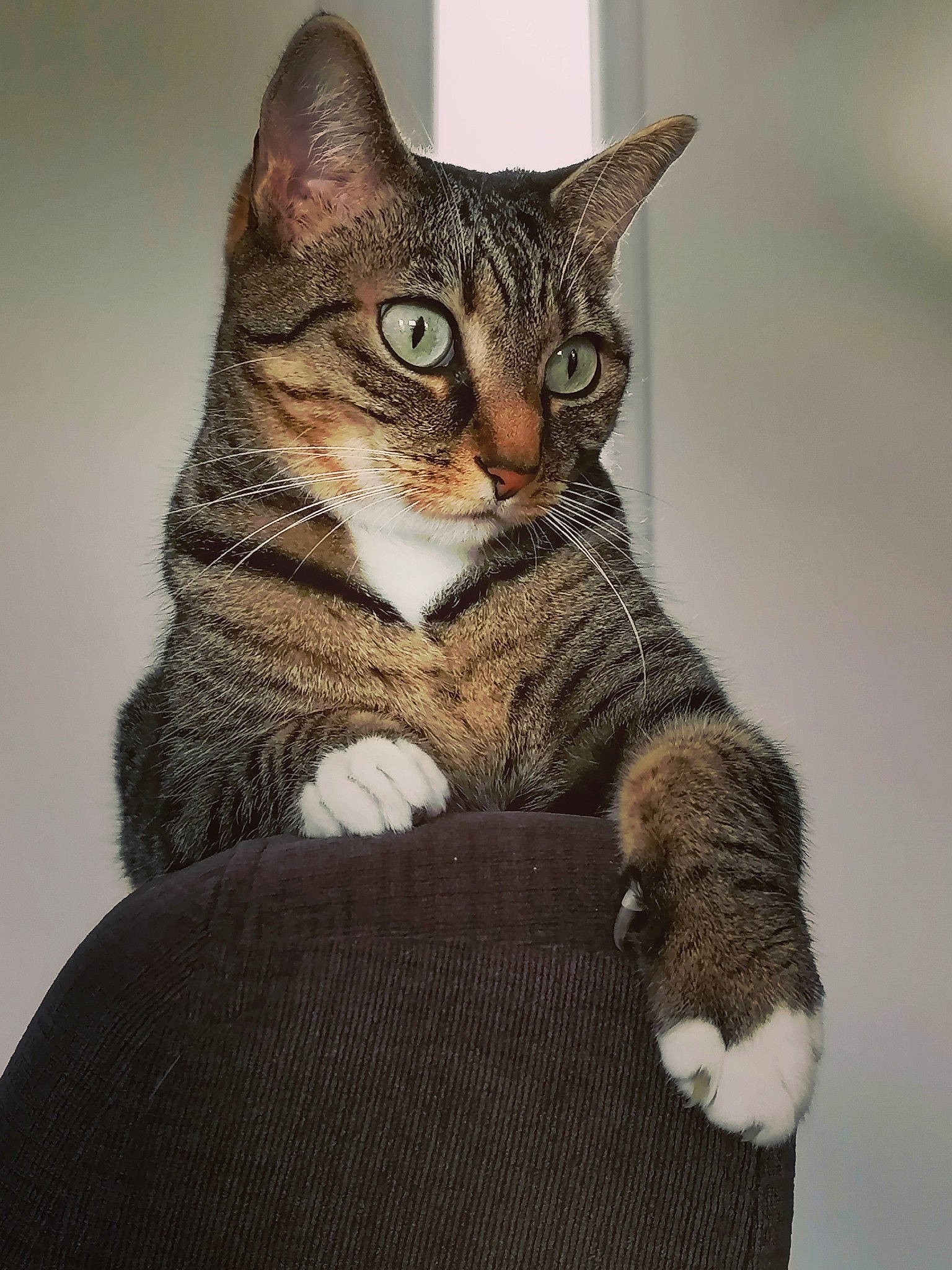 Moumousse participe au concours pour gagner de l'argent avec cette photo : art, carnivore, cat, domestic_short_haired_cat, felidae, fur, paw, sitting, small_to_medium_sized_cats, snout, tail, terrestrial_animal, whiskers, wildlife, window