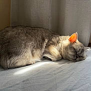 Nala joined the competition — help win amazing prizes! cat, sleeping, bed, sunlight, indoor, fur, cozy, resting, pet, animal, quiet, relaxation, curtains, peaceful, domestic, feline, soft, comfortable, nap, warm