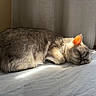 cat, sleeping, bed, sunlight, indoor, fur, cozy, resting, pet, animal, quiet, relaxation, curtains, peaceful, domestic, feline, soft, comfortable, nap, warm