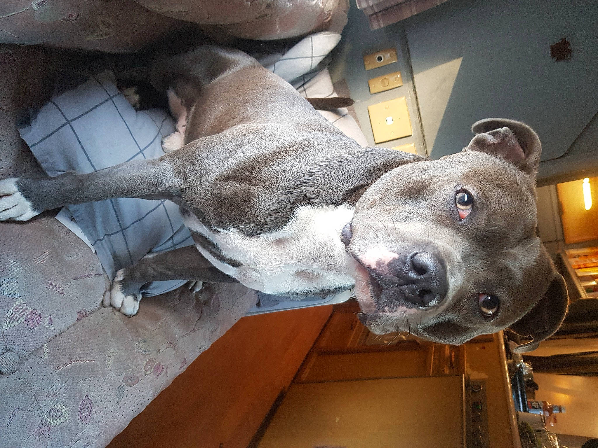 Blue joined the competition — help win amazing prizes! canidae, carnivore, collar, companion_dog, dog, dog_breed, dog_collar, fawn, fur, guard_dog, metal, non_sporting_group, snout, sporting_group, terrestrial_animal, whiskers, working_animal