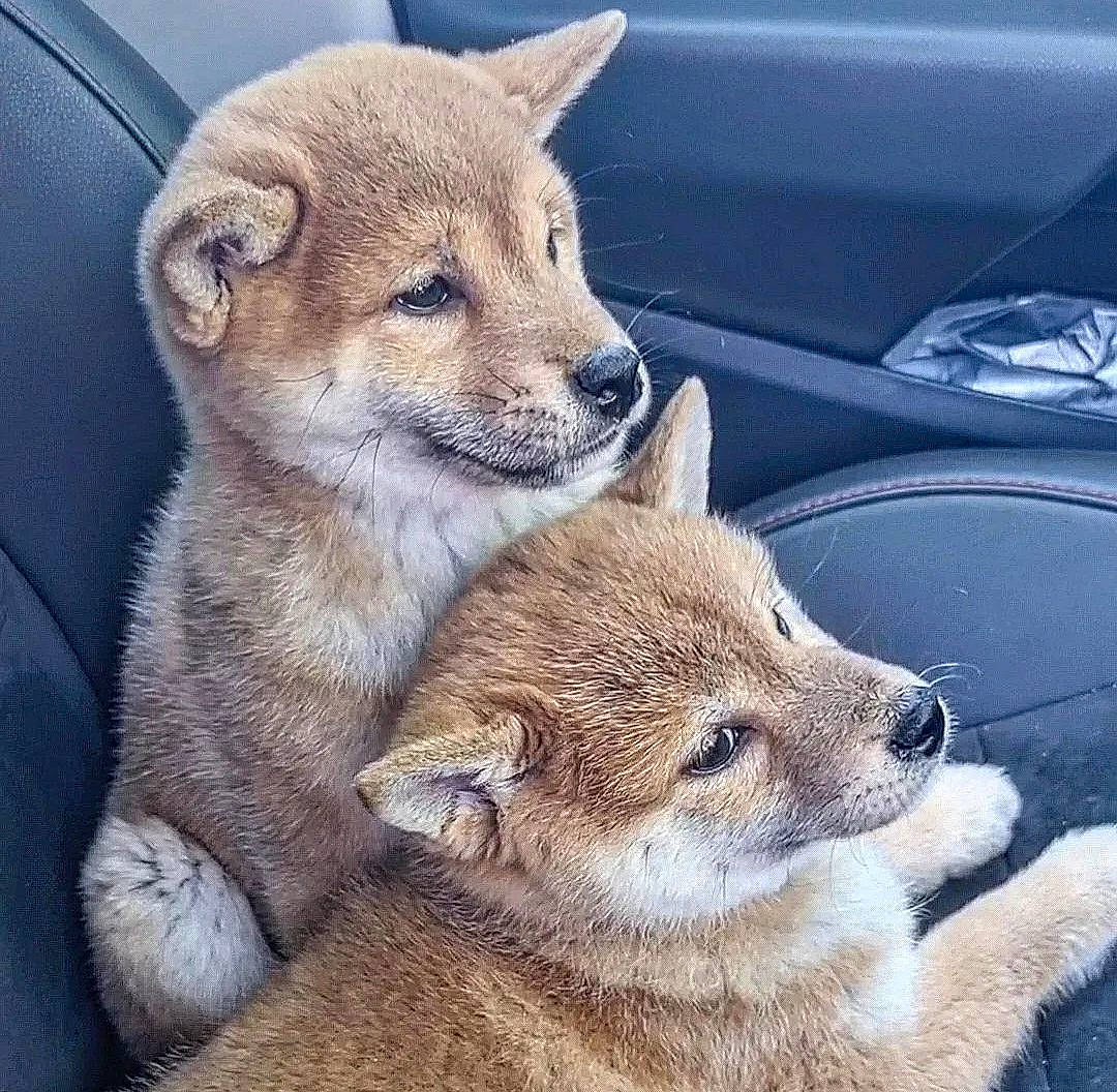 Luna And Lola is registered to the contest to win money with this photo: canidae, carnivore, claw, companion_dog, dog_breed, fawn, fur, hood, sitting, snout, tail, terrestrial_animal, vehicle, whiskers, wildlife, windscreen_wiper, windshield