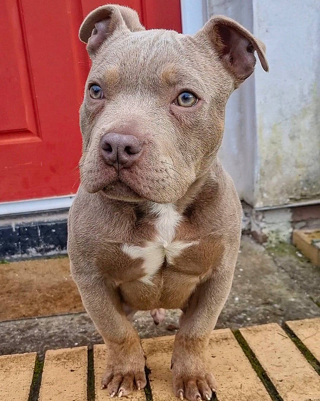 Tyson joined the competition — help win amazing prizes! ancient_dog_breeds, canidae, carnivore, companion_dog, cordoba_fighting_dog, dog, dog_breed, fawn, liver, metal, non_sporting_group, sculpture, snout, sporting_group, suidae, terrestrial_animal, whiskers, working_animal