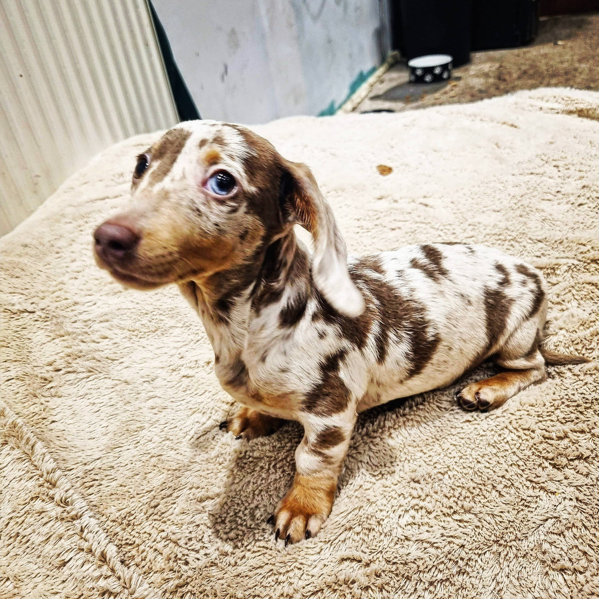 Daisy joined the competition — help win amazing prizes! braque_francais, canidae, carnivore, companion_dog, dog, dog_breed, fawn, fur, gun_dog, hunting_dog, liver, metal, non_sporting_group, sporting_group, terrestrial_animal, whiskers, wood, working_animal