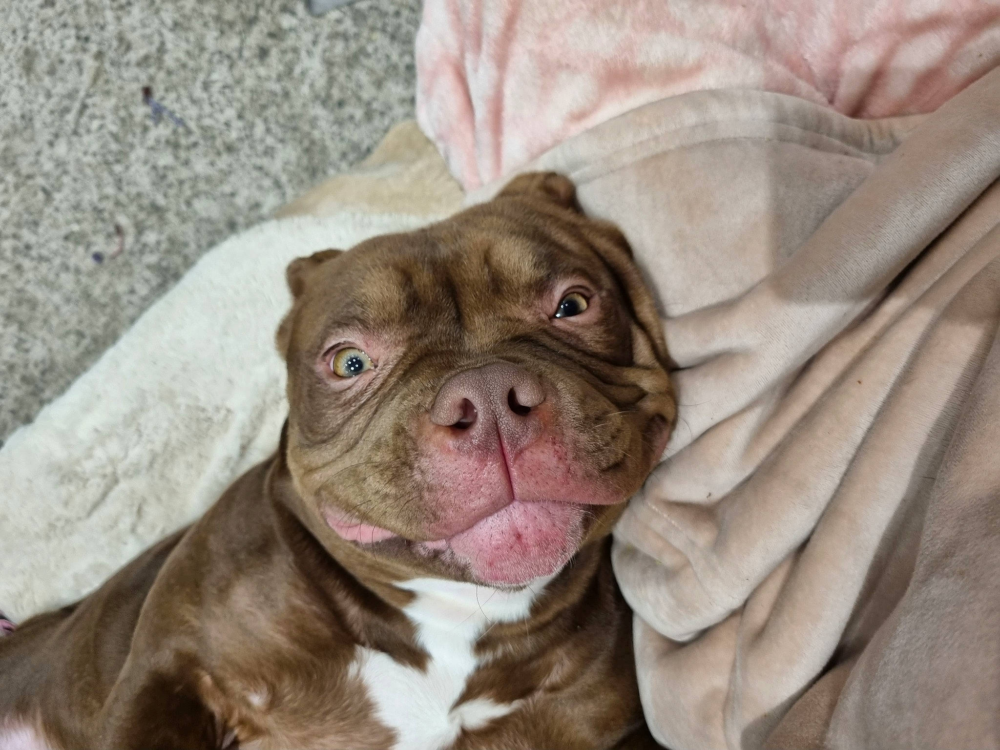 Coco is registered to the contest to win money with this photo: bulldog, canidae, carnivore, collar, comfort, companion_dog, dog, dog_breed, dog_collar, ear, fawn, fur, liver, non_sporting_group, snout, sporting_group, terrestrial_animal, whiskers, working_animal, wrinkle