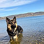 Enzo is registered to the contest to win money with this photo: animal, blue_sky, canine, clouds, daylight, dog, german_shepherd, lake, landscape, majestic, mountains, nature, outdoor, pet, serene, shallow_water, sky, standing, water, wet_fur