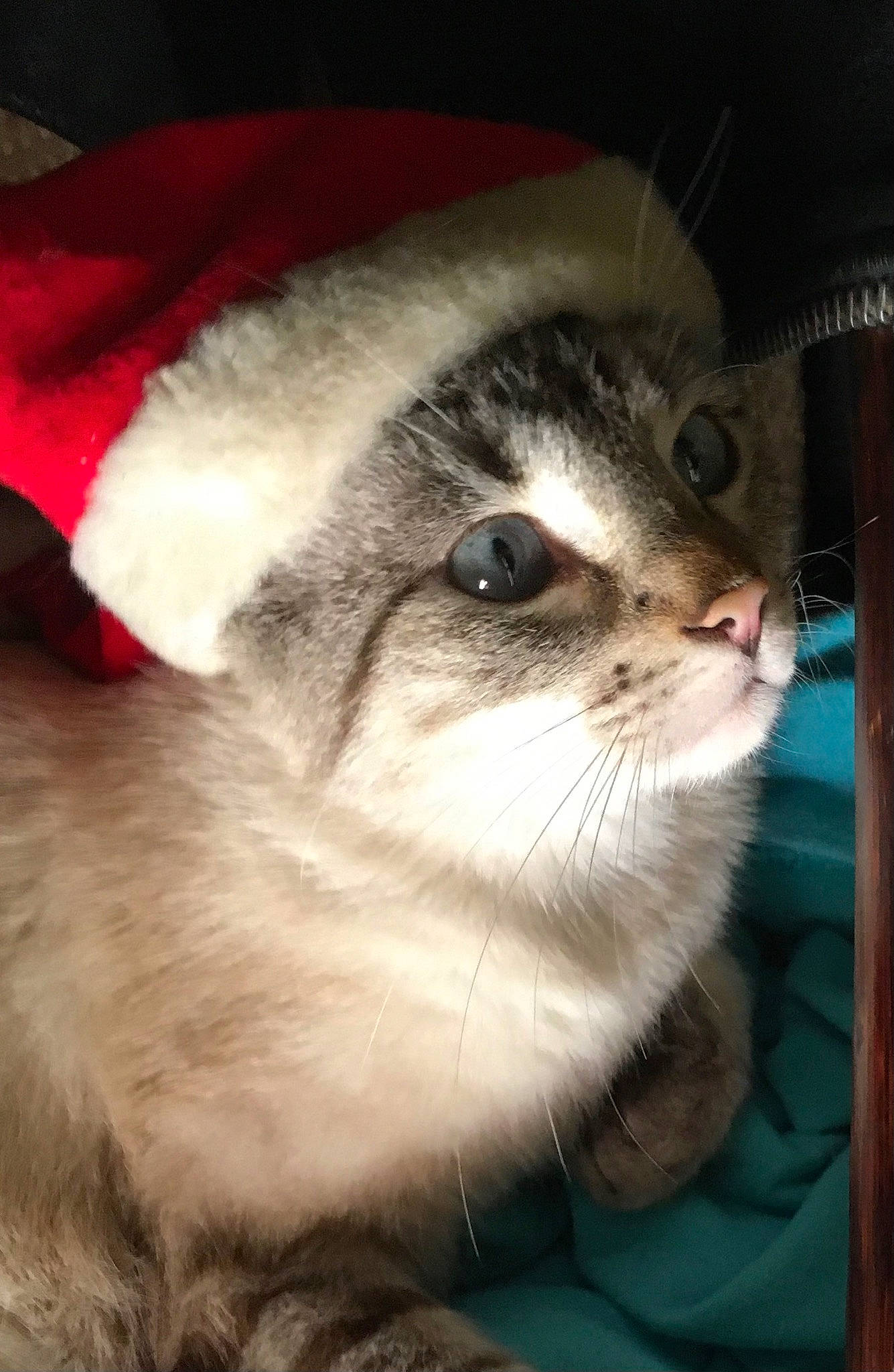 Berry is registered to the contest to win money with this photo: balinese, carnivore, cat, domestic_short_haired_cat, fawn, felidae, fur, small_to_medium_sized_cats, snout, terrestrial_animal, thai, whiskers, wildlife