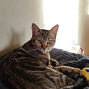 Câline a rejoint le concours — aidez-le/la à gagner de superbes lots ! cat, tabby_cat, pet, feline, animal, indoor, blanket, resting, sunlight, yellow_eyes, striped_fur, toy, curious, relaxed, cozy, warm_light, fur, whiskers, ears, tail