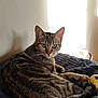 cat, tabby_cat, pet, feline, animal, indoor, blanket, resting, sunlight, yellow_eyes, striped_fur, toy, curious, relaxed, cozy, warm_light, fur, whiskers, ears, tail