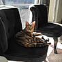 Câline a rejoint le concours — aidez-le/la à gagner de superbes lots ! animal, black_chair, carpet, cat, chair, ears, feline, fur, home, indoor, legs, living_room, pet, relaxed, resting, sunlight, tabby, tail, whiskers, window