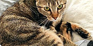 Câline a rejoint le concours — aidez-le/la à gagner de superbes lots ! animal, bed, blanket, cat, clothing, cozy, curious, cute, domestic, ears, feline, fur, indoor, paws, pet, resting, sleepy, striped, tabby, whiskers