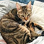 animal, bed, blanket, cat, clothing, cozy, curious, cute, domestic, ears, feline, fur, indoor, paws, pet, resting, sleepy, striped, tabby, whiskers