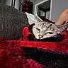 Tofu is registered to the contest to win money with this photo: animal, black, blanket, cat, comfort, couch, cozy, ear, fabric, face, fur, furniture, home, human_arm, indoor, pet, red, relaxing, resting, whiskers