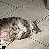 Tofu is registered to the contest to win money with this photo: animal, cat, closeup, cozy, cute, domestic, floor, fur, indoor, mammal, paw, peaceful, pet, relaxed, resting, sleeping, sunlight, tabby, tile, whiskers