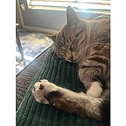 Tofu is registered to the contest to win money with this photo: blanket, cat, closeup, comfort, cozy, domestic_animal, feline, fur, indoor, nap, paw, peaceful, pet, relaxation, resting, sleeping, sunlight, tabby, whiskers, window