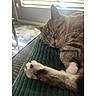 blanket, cat, closeup, comfort, cozy, domestic_animal, feline, fur, indoor, nap, paw, peaceful, pet, relaxation, resting, sleeping, sunlight, tabby, whiskers, window