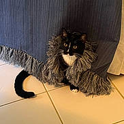 Lavender is registered to the contest to win money with this photo: animal, black_and_white, blue_curtain, cat, curious, curtain, cute, domestic_cat, eyes, feline, fringe, fur, home, indoor, pet, playful, tail, tile_floor, tuxedo_cat, whiskers