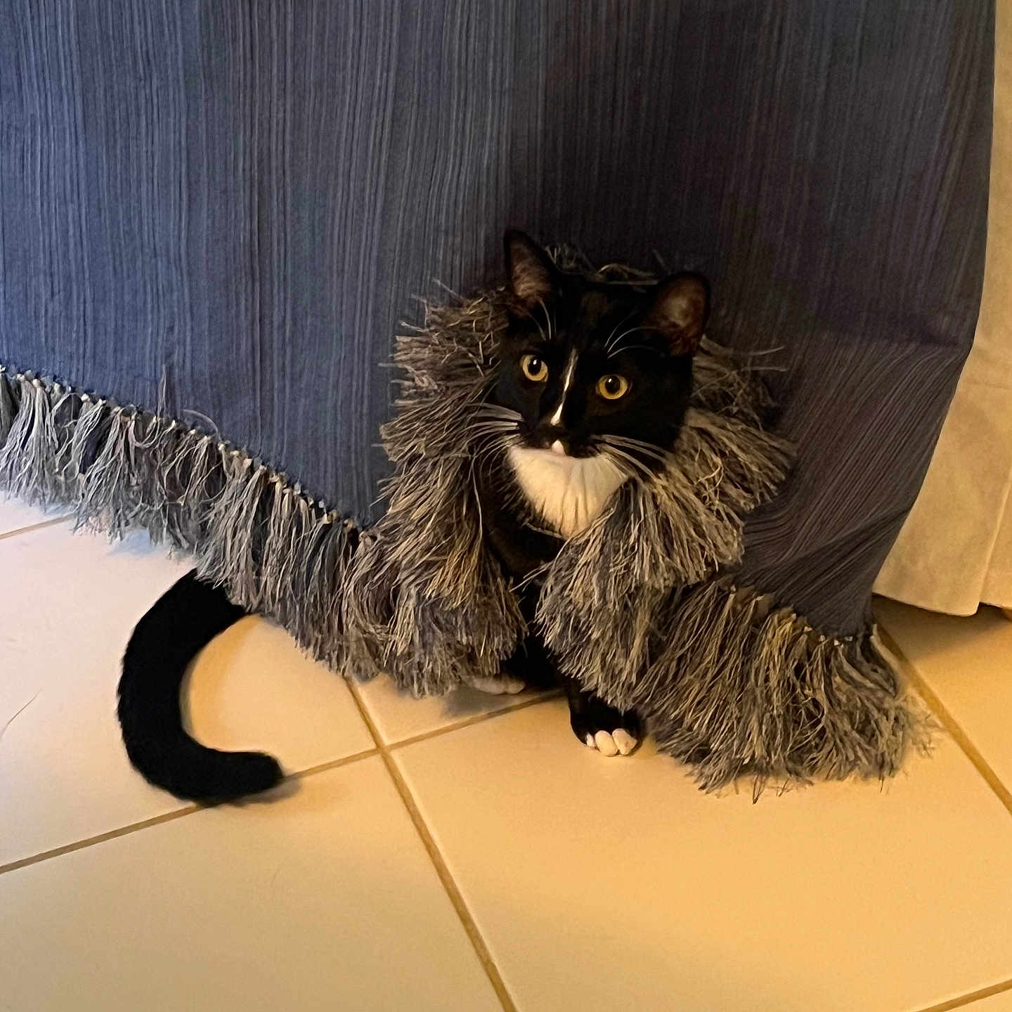 Lavender is registered to the contest to win money with this photo: animal, black_and_white, blue_curtain, cat, curious, curtain, cute, domestic_cat, eyes, feline, fringe, fur, home, indoor, pet, playful, tail, tile_floor, tuxedo_cat, whiskers