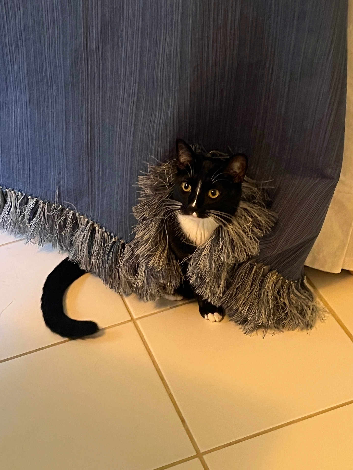 Lavender is registered to the contest to win money with this photo: animal, black_and_white, blue_curtain, cat, curious, curtain, cute, domestic_cat, eyes, feline, fringe, fur, home, indoor, pet, playful, tail, tile_floor, tuxedo_cat, whiskers