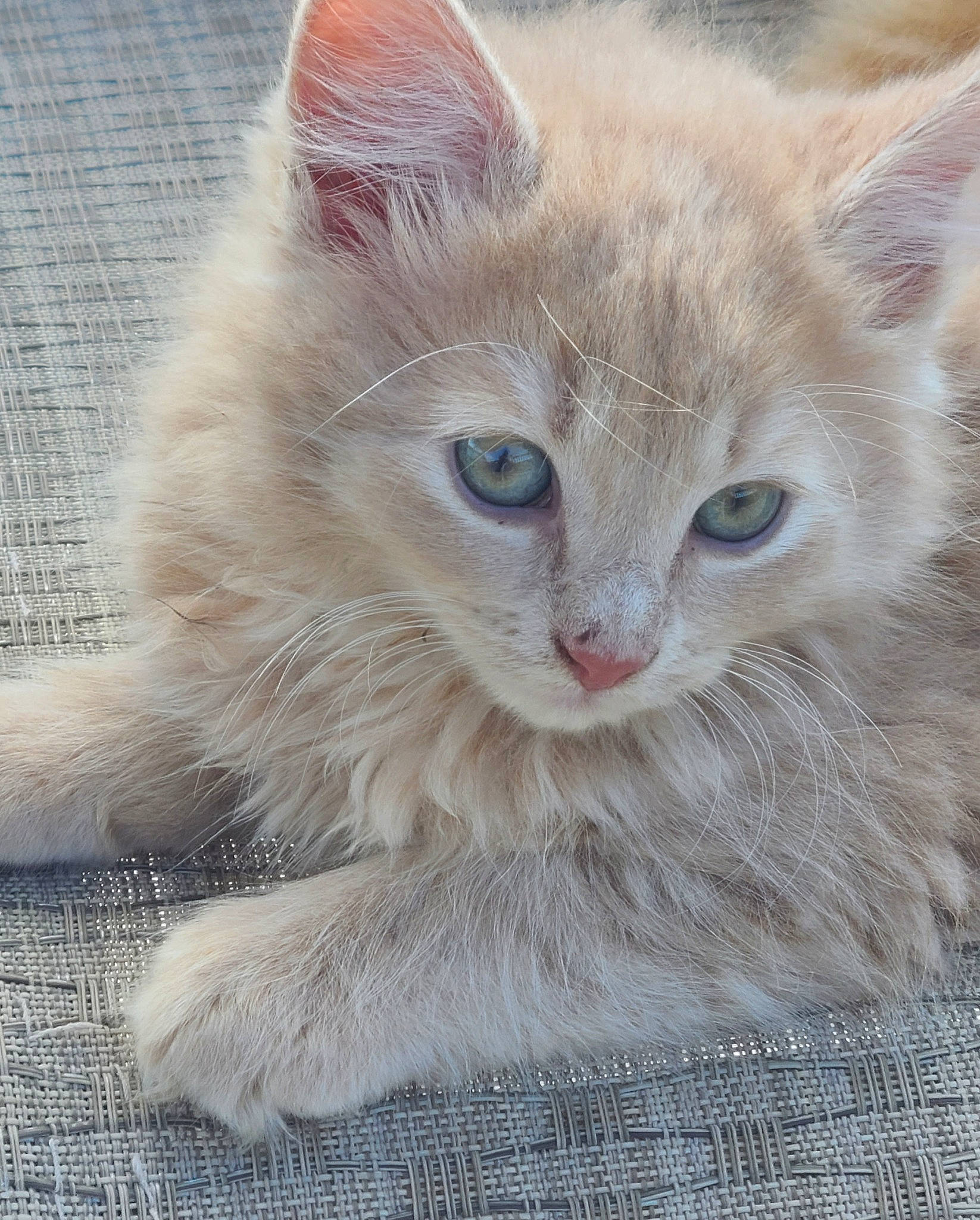 Sully joined the competition — help win amazing prizes! british_longhair, carnivore, cat, cat_supply, domestic_short_haired_cat, fawn, felidae, fur, iris, paw, photo_caption, ragdoll, small_to_medium_sized_cats, snout, whiskers