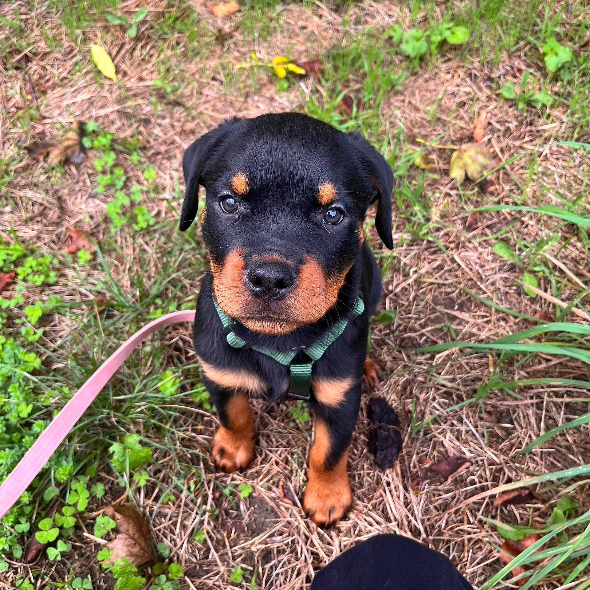 Valencia a rejoint le concours — aidez-le/la à gagner de superbes lots ! accessories, animal, ball, canine, dog, grass, herbal, herbs, hound, leaf, leash, pet, plant, puppy, soil, sport, strap, tennis, tennisball, vegetation