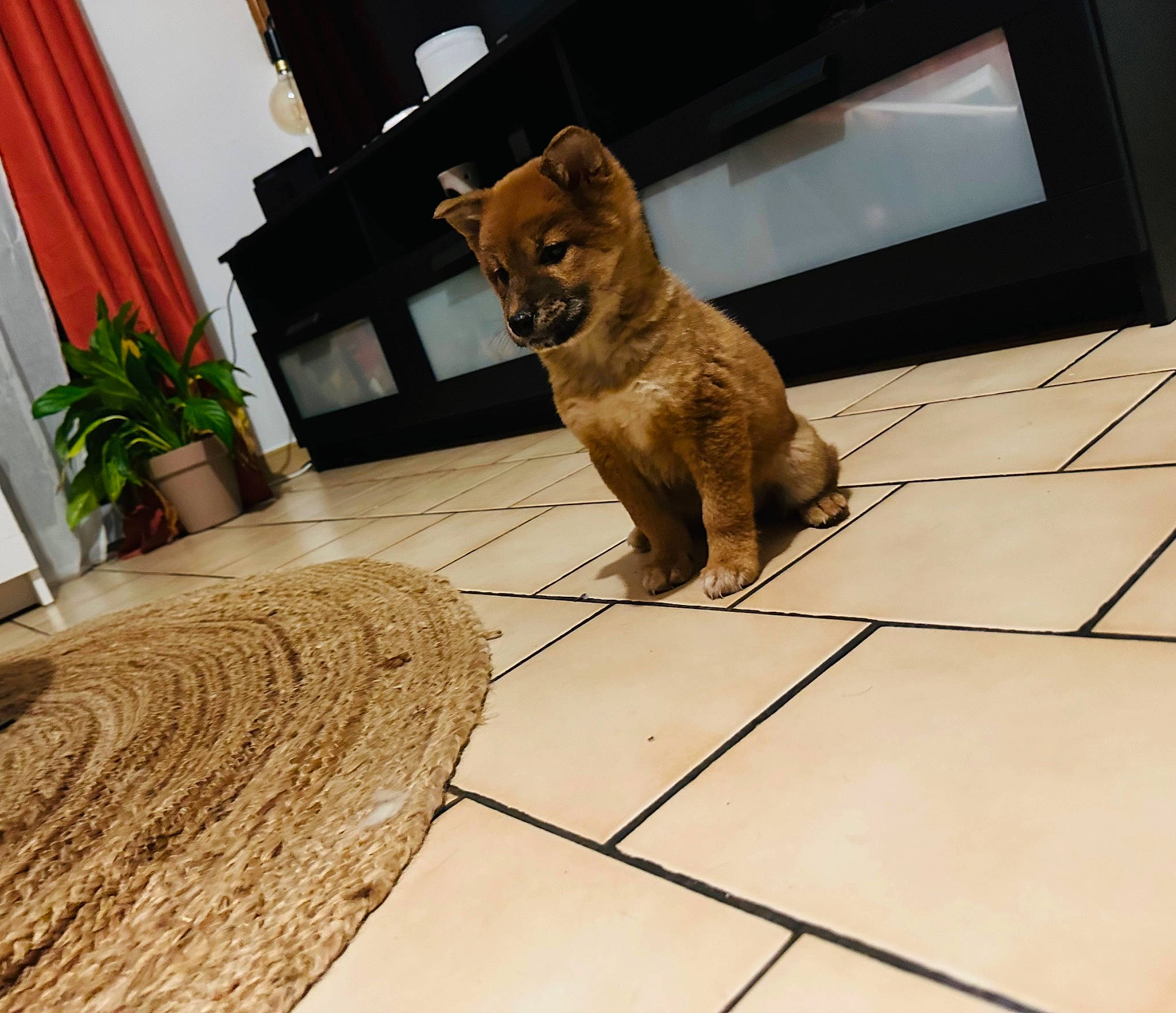 Tamacki a rejoint le concours — aidez-le/la à gagner de superbes lots ! art, brown_bear, carnivore, companion_dog, fawn, felidae, floor, flooring, hardwood, houseplant, plant, sculpture, small_to_medium_sized_cats, snout, statue, tail, terrestrial_animal, whiskers, window, wood